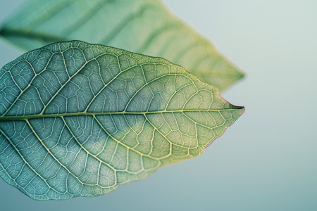 Close up view of a single green leaf with a blurred background.の素材