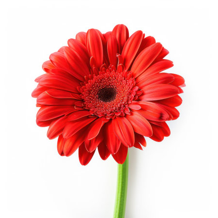 red gerbera flower isolated.の素材