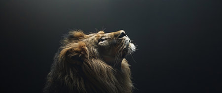 A detailed view of a lions head in close up against a black background, showing its distinctive features and fierce expression.の素材