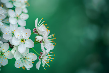 A cluster of white flowers blooming on a tree, showing the beauty of nature in full bloom.の素材