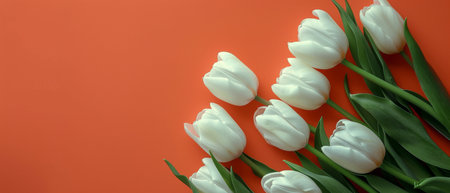 A bunch of white tulips beautifully contrast against an orange background.の素材