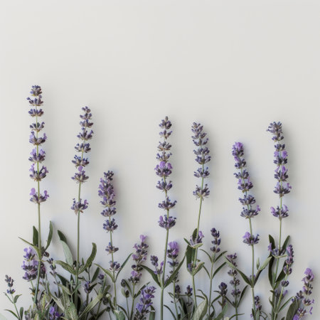 Bunch of lavender flowers contrasting against a white wall in a minimalist setting.の素材