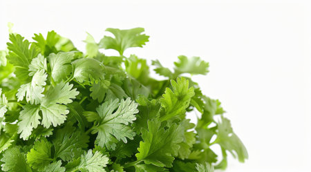 Fresh parsley leaves gathered in a bunch and placed on a clean white surface.の素材