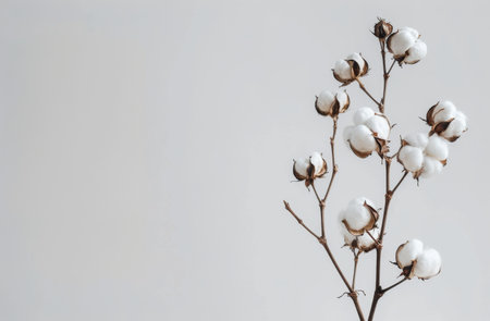 A cotton plant with white flowers stands against a plain gray backdrop.の素材