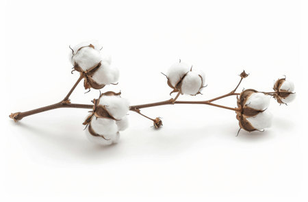 Detailed view of a branch with fluffy cotton flowers attached, showing the texture and delicate appearance of the blooms.の素材