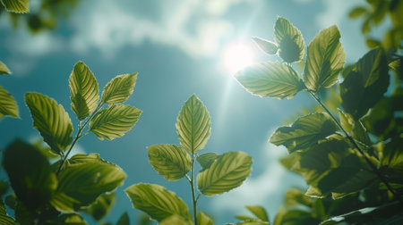 The suns rays filter through the green leaves of a tree, creating a pattern of light and shadows on the ground below.の素材