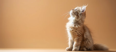 A cute, fluffy kitten looks up toward the top of the frame against a warm orange wall.の素材