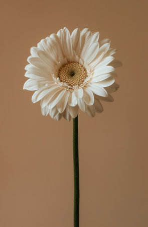 A single white gerbera daisy flower with a yellow center is photographed up close against a tan background.の素材