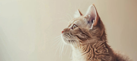 A close-up shot of sheer curtains with sunlight filtering through.の素材