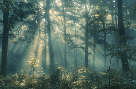 Sunlight filters through the trees in a dense forest, creating beams of light that pierce the morning fog.の素材
