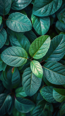 Detailed view of green plant leaves up close, showing intricate veining and vibrant color.の素材