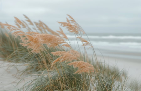 Tall grass sways in the wind on a cloudy day near the coast.の素材