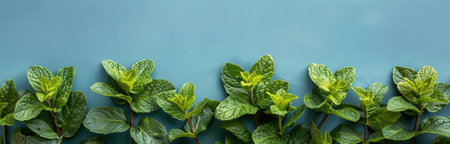A close-up image of fresh green mint leaves against a bright blue background.の素材