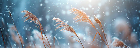 Snow falls on a field of tall grass blades. Sunlight shines through the snow.の素材