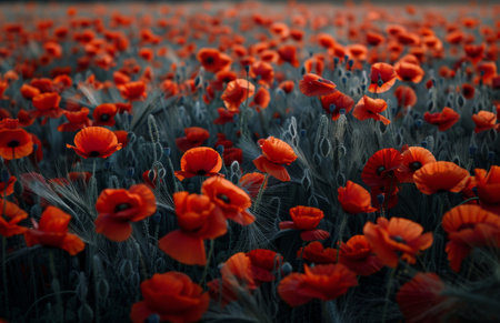 A field of red poppies in full bloom, with the setting sun casting a warm glow over the landscape.の素材