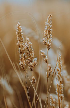 Dried grass stalks stand tall in a field, the light brown and white colors providing a muted, calming aesthetic.の素材