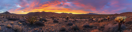 A panoramic view of the Arizona desert during sunset, showcasing towering saguaro cacti and distant mountains.の素材