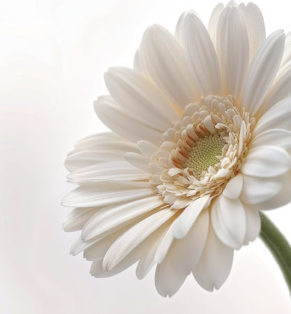 A single white gerbera daisy with a yellow center is photographed close-up, with a soft, white background. The flower is in focus, while the background is blurred.の素材