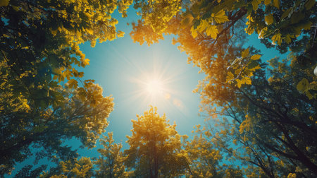 The sun shines brightly through the dense trees, casting long shadows on the forest floor. The rays of light filter through the leaves, creating a beautiful natural spectacle in the woodland setting.の素材