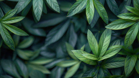 Detailed view of green leaves on a tree, showing intricate patterns and textures in nature.の素材