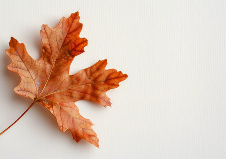 A single brown maple leaf lays on a white surface. The leaf is slightly curled, showing the veins and texture of the leaf.の素材