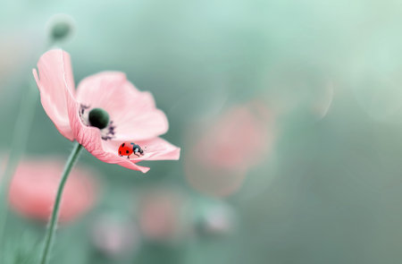 A ladybug rests on the delicate petal of a pink poppy, surrounded by a blurred background of green and orange. The flower's stem extends from the bottom of the image, and the ladybug's red wings are visible.の素材