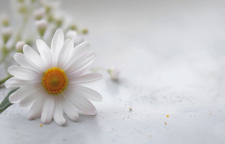 A single, white daisy with a yellow center lies on a white surface with a green stem and leaves. Small white buds are scattered around.の素材