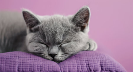 A gray cat rests soundly with closed eyes on a soft purple pillow, adding a serene atmosphere to the cozy room. The gentle colors create a calming environment, perfect for a peaceful nap.の素材