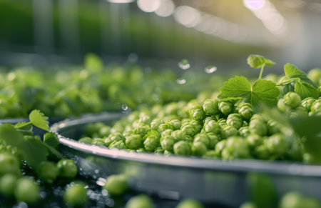A close-up view of freshly harvested hop cones on a conveyor belt in a bright processing facility, with droplets of water cascading over the vibrant green plant material.の素材