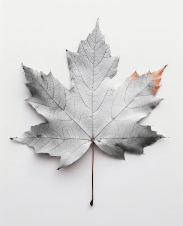 A delicate white maple leaf rests against a smooth surface, showing its intricate structure and a hint of orange at the tip, symbolizing the transition of seasons.の素材