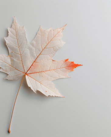 A delicate white maple leaf rests against a smooth surface, showing its intricate structure and a hint of orange at the tip, symbolizing the transition of seasons.の素材