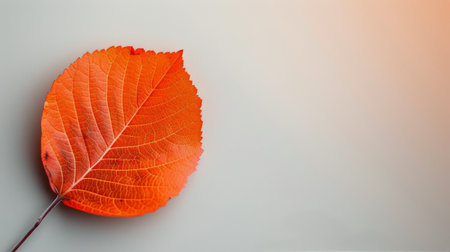 An orange autumn leaf rests on a soft light background, showing the intricate vein patterns and textures while capturing the essence of the fall season.の素材