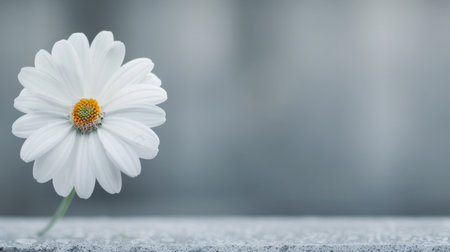 A solitary white flower stands gracefully on a textured surface, surrounded by a softly blurred, ethereal backdrop. The gentle morning light enhances the flower's delicate petals and vibrant green center.の素材