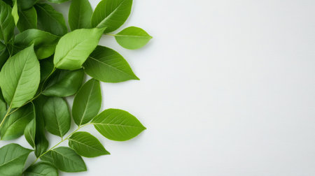 A collection of diverse green leaves is artistically arranged on a light surface, showing different shapes and textures, evoking a fresh and natural atmosphere suitable for seasonal decoration.の素材