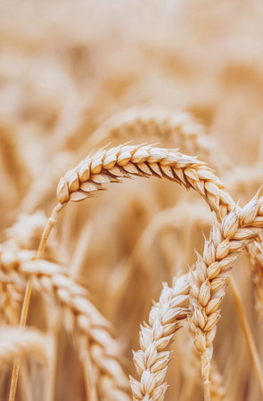 Golden wheat stalks stand tall in a sunlit field, showcasing their textured grains against a soft, warm background during the late summer season.の素材