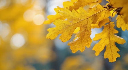Golden oak leaves glitter in the soft sunlight of early autumn, showing nature's transition as the trees prepare for winter, surrounded by a serene forest backdrop.の素材