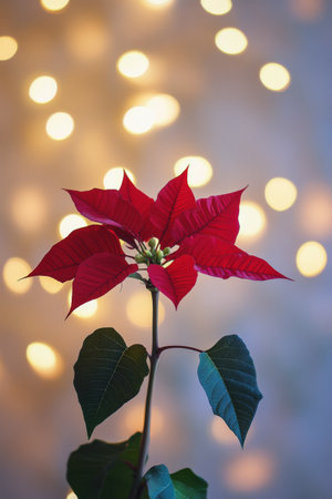 A striking red poinsettia flower stands out against dark green leaves, illuminated by soft, warm lights in a festive setting. The rich colors create a cozy holiday atmosphere.の素材