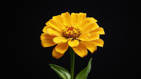 The striking yellow flower stands tall, showing its intricate petals and rich texture against a contrasting black background, highlighting its natural beauty and elegance.の素材