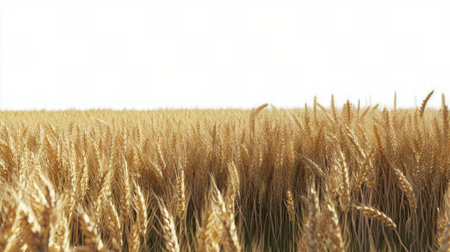 A vast expanse of golden wheat sways gently in the breeze under a clear blue sky. The sunlight illuminates the ripened stalks, indicating its time for harvest.の素材