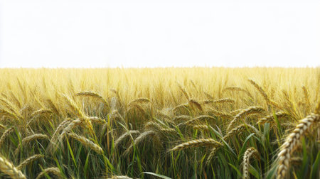 A vast expanse of golden wheat sways gently in the breeze under a clear blue sky. The sunlight illuminates the ripened stalks, indicating its time for harvest.の素材