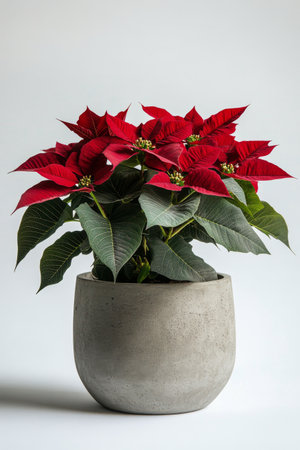 A decorative plant featuring vibrant red poinsettias sits in a sleek, modern pot against a neutral backdrop, enhancing a festive atmosphere in the room.の素材