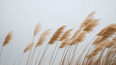 In a tranquil setting, golden grasses bend softly in the wind amidst a thick, low hanging fog that envelops the landscape, creating a serene and ethereal atmosphere at dawn.の素材