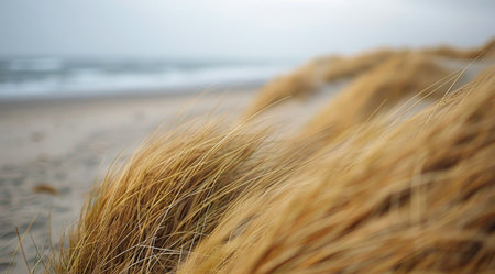 A close-up of seagrass swaying in the wind on a beach with a cloudy sky and the ocean in the background.の素材