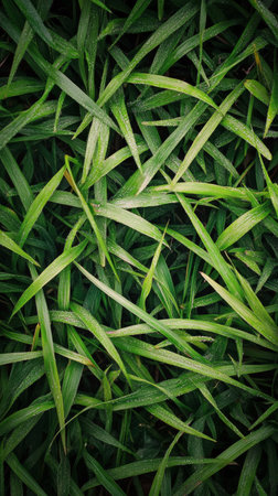 A vibrant layer of fresh green grass spreads across the ground, showing a rich texture and healthy appearance. The greenery suggests a well maintained lawn in a sunny outdoor environment.の素材