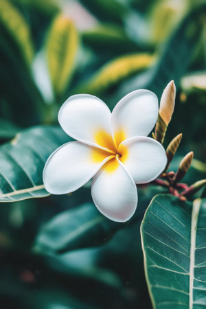 A delicate white flower with a yellow center blooms amidst lush green leaves, creating a tranquil atmosphere. Gentle light enhances the soft details of the petals and leaves.の素材