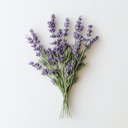A bunch of fresh lavender is tied together, showing vibrant purple flowers. The bouquet rests on a soft, neutral surface, creating a serene and simple aesthetic perfect for home decor.の素材