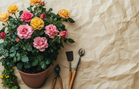 A beautiful potted rose plant showcases pink and yellow blooms alongside essential gardening tools, highlighting a cozy indoor planting moment during the day.の素材