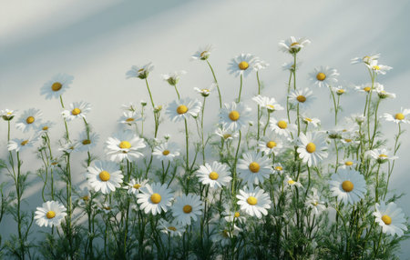 A cluster of white daisies stands tall with bright yellow centers, swaying slightly in a gentle breeze against a soft, light-colored background. The flowers create a peaceful atmosphere.の素材