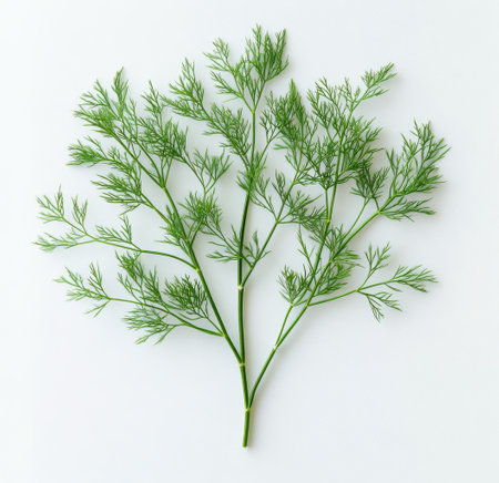 Freshly cut dill weed features lush green leaves with delicate fronds, emphasizing its aromatic qualities. Perfect for enhancing flavors in salads and other dishes.の素材