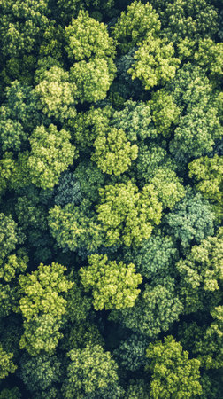 A dense canopy of green evergreen trees fills the landscape under clear blue skies, showing nature's beauty and tranquility in a vibrant setting.の素材